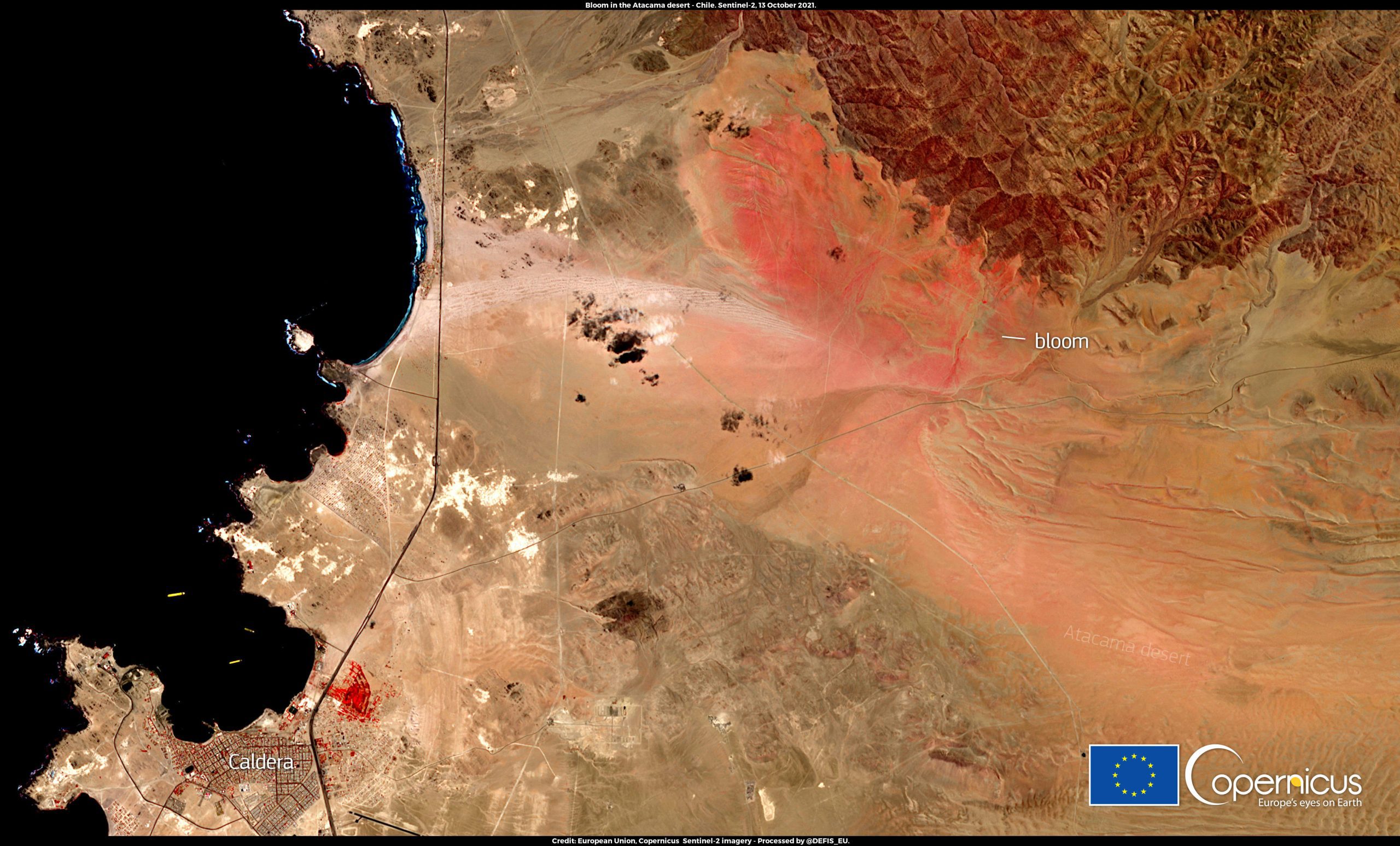 رویداد "desierto florido" در سپتامبر تا نوامبر 2021 در نزدیکی شهر Caldera، شیلی، همانطور که توسط ماهواره مشاهده می شود. شکوفه انبوه توسط پاهای گربه ای بنفش Cistanthe longiscapa (خانواده Montiaceae) تحت سلطه است. اعتبار: اتحادیه اروپا، تصاویر Copernicus Sentinel-2