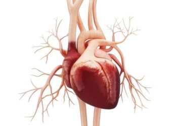 این دریچه قلب جدید نجات دهنده زندگی خواهد بود