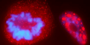 با استفاده از نور امکان بررسی فعالیت ژن‌ها فراهم شد!