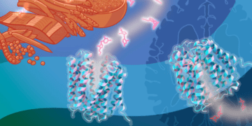 تأثیر مصرف برخی داروها بر کمبود ویتامین B1 در مغز