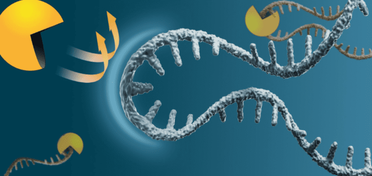 مبارزه با سرطان و پیری با کشف روشی جدید برای حفظ mRNA