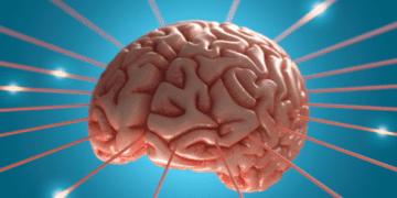 مغز انسان روز را به فصل‌ های ذهنی متفاوت تقسیم می‌ کند