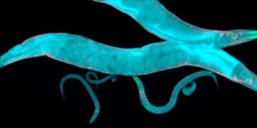 بو کردن مواد خطرناک به سیستم ایمنی هشدار می دهد