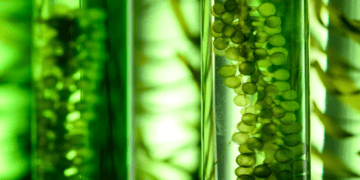 جایگزینی پایدار برای سوخت‌های فسیلی با مهندسی ژنتیکی درختان