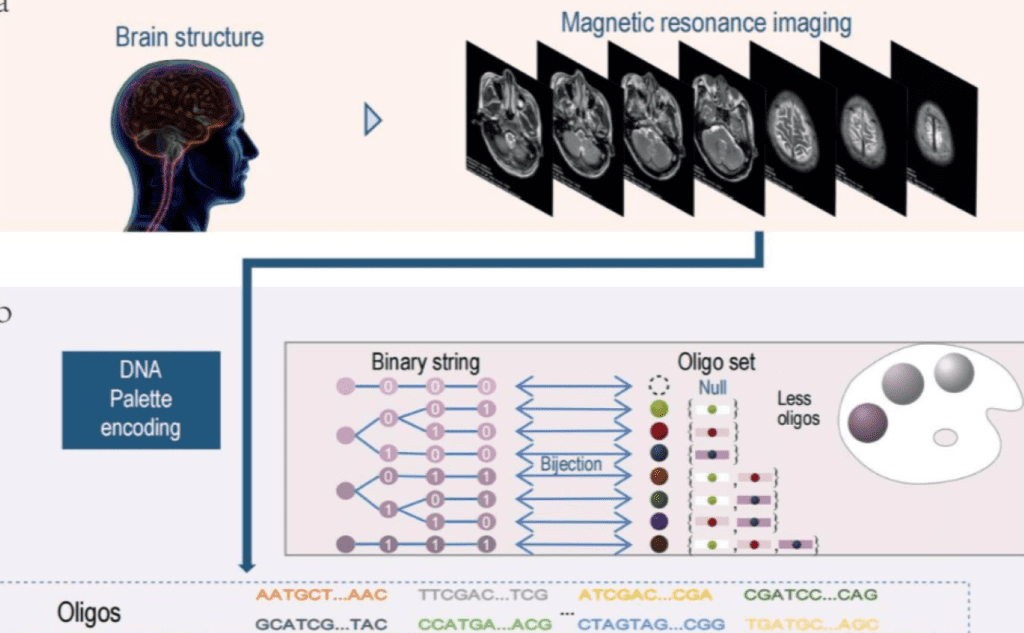 محققان چینی موفق به ذخیره داده‌های MRI مغز در DNA شده‌اند 