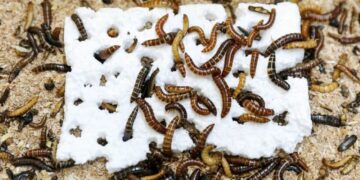 کشف کرم پلاستیک‌خوار در کنیا