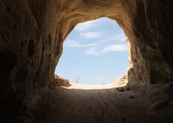 احیای یک بذر ۱۰۰۰ ساله در بیابان یهودا