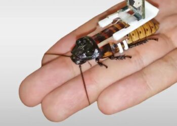 تبدیل سوسک‌ها به سایبورگ در چند ثانیه!