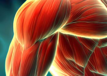 کشف فرایند دخیل در سلامت و عملکرد عضلات