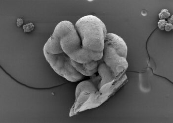 برای اولین بار طناب نخاعی آزمایشگاهی با موفقیت ساخته شد