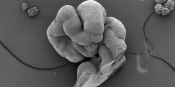 برای اولین بار طناب نخاعی آزمایشگاهی با موفقیت ساخته شد