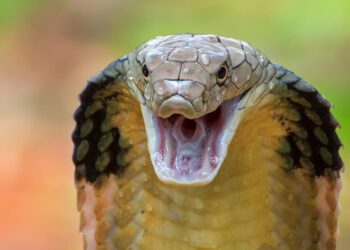 کشف پادزهرهای مارگزیدگی توسط هوش مصنوعی