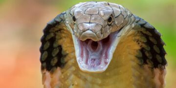 کشف پادزهرهای مارگزیدگی توسط هوش مصنوعی