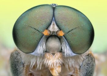 این عینک‌های الهام‌گرفته از چشم مگس به بهبود بینایی کمک می کنند