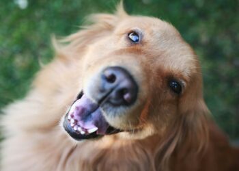 یک جهش ژنتیکی در سگ‌ها کلید درمان سرطان‌های نادر انسانی!