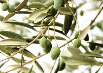 کشف فواید برگ زیتون برای سلامتی