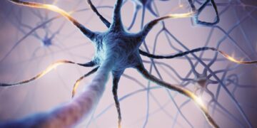 کشف نورون‌های مخصوص کنترل اشتها در مغز موش‌ها