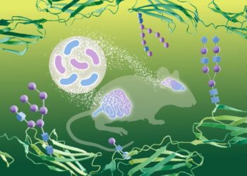 تأثیر باکتری‌های روده بر گلیکوزیلاسیون مغز