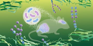 تأثیر باکتری‌های روده بر گلیکوزیلاسیون مغز