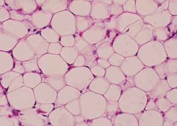 دانشمندان نوع جدیدی از سلول‌های چربی را کشف کردند