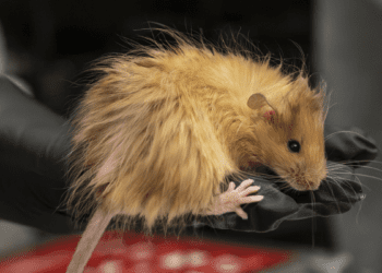 تولید موش‌های پشمالو با ژن‌هایی مشابه ماموت‌ها