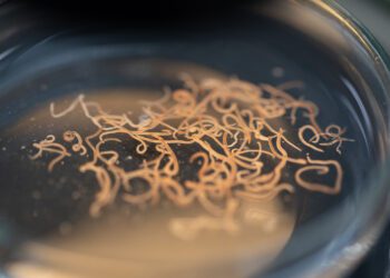 شایع‌ترین کرم‌های انگلی و تأثیرات آنها بر سلامت انسان