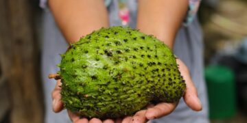 آیا میوه سورسوپ (گراویولا) خاصیت ضدسرطانی دارد؟