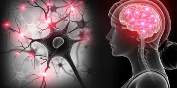 میلین؛ سوخت اضطراری مغز در بحران انرژی