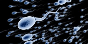 کشفی جدید برای بازگرداندن باروری مردان