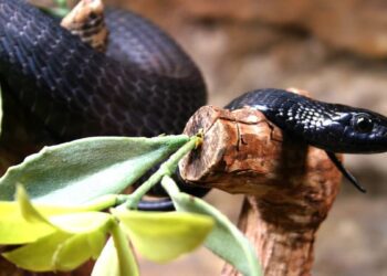 پادزهر انسانی سم ۱۳ نوع از کشنده‌ترین مارهای جهان را خنثی کرد