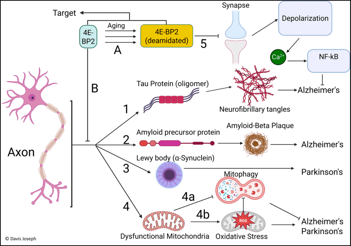 شناسایی مکانیسم مولکولی برای مهار پیشرفت آلزایمر و پارکینسون