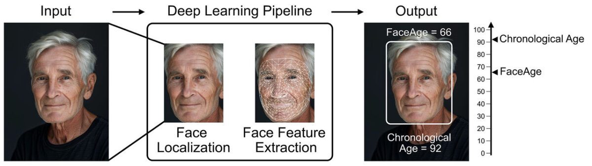 تشخیص سن زیستی با الگوریتم هوش مصنوعی FaceAge و یک عکس ساده