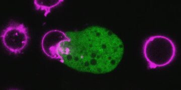 انگل موذی با پوشیدن سلول های انسانی از سیستم ایمنی فرار می ‌کند!