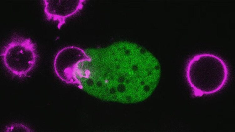 انگل موذی با پوشیدن سلول های انسانی از سیستم ایمنی فرار می ‌کند!