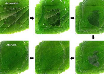 ابداع دستگاه ذخیره‌‎سازی داده زیست ‌تخریب‌پذیر در کره‌ جنوبی