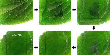 ابداع دستگاه ذخیره‌‎سازی داده زیست ‌تخریب‌پذیر در کره‌ جنوبی
