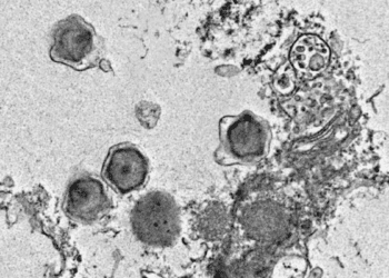 کشف ۲۳۰ ویروس غولپیکر جدید در اقیانوسها