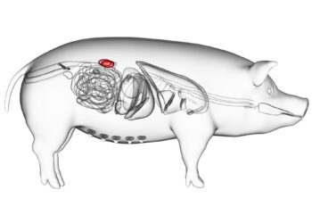 محققان علت رد پیوند کلیه خوک توسط بدن انسان را کشف کردند