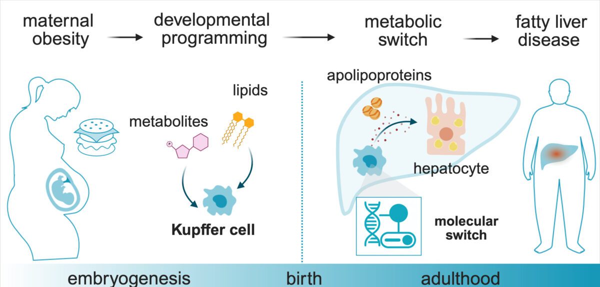 چاقی مادران در بارداری، سرنوشت سلامت کودکان را تعیین می کند