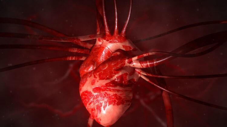 برای نخستین بار در جهان پرورش قلب انسان در جنین خوک