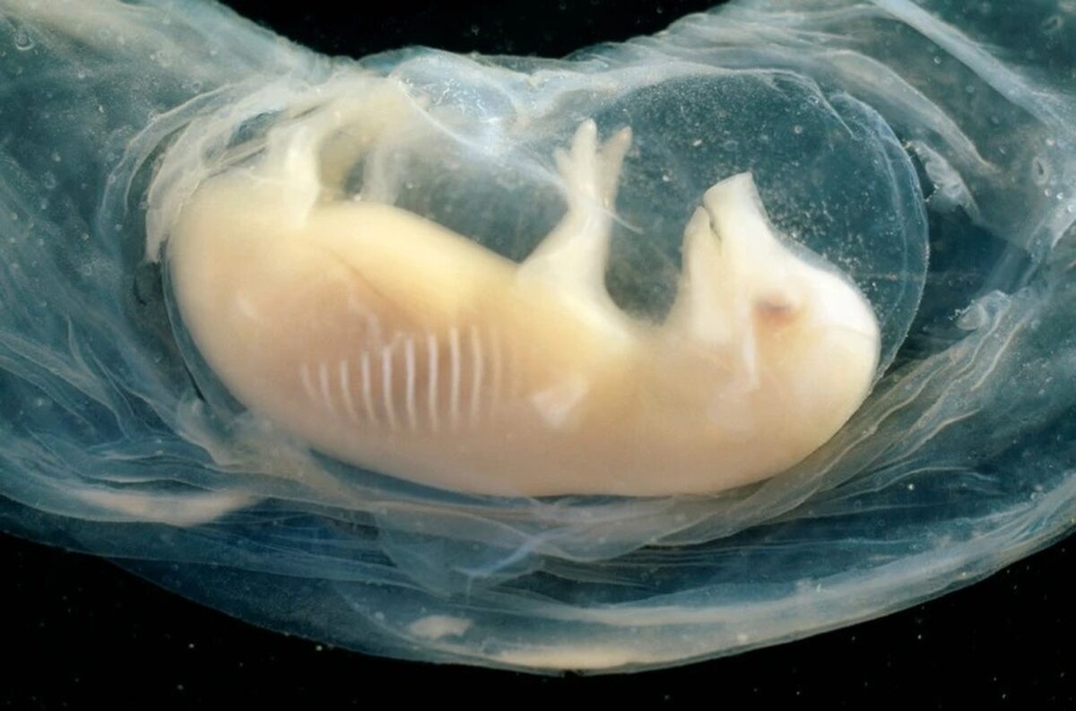 پرورش قلب انسان در جنین خوک برای نخستین بار در جهان