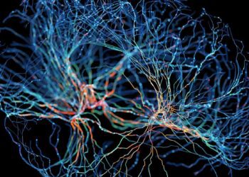 ساخت مغز مصنوعی انسان با رگ‌های خونی برای درمان اختلالات عصبی-رشدی