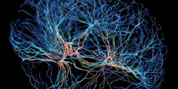 ساخت مغز مصنوعی انسان با رگ‌های خونی برای درمان اختلالات عصبی-رشدی