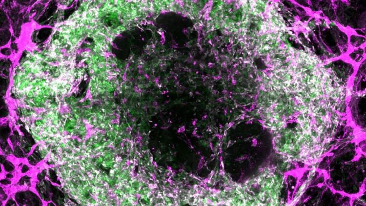 رشد رگهای خونی در اندامهای آزمایشگاهی ممکن شد