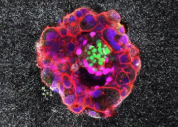 اولین تصاویر سه‌بعدی لانه‌گزینی جنین انسان ثبت شد!