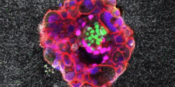 اولین تصاویر سه‌بعدی لانه‌گزینی جنین انسان ثبت شد!