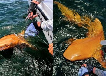 کشف یک کوسه با چشمان شبح مانند و پوست طلایی در سواحل کارائیب