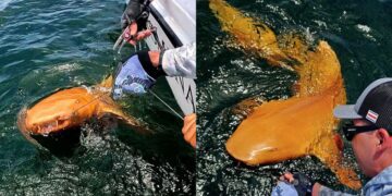 کشف یک کوسه با چشمان شبح مانند و پوست طلایی در سواحل کارائیب