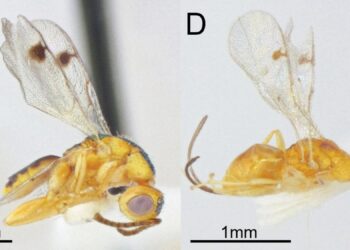 کشف گونه های جدیدی از زنبورهای انگلی عجیب در ایالات متحده