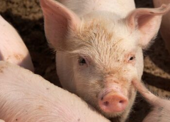 نخستین پیوند ریه خوک به انسان در چین ۹ روز دوام آورد